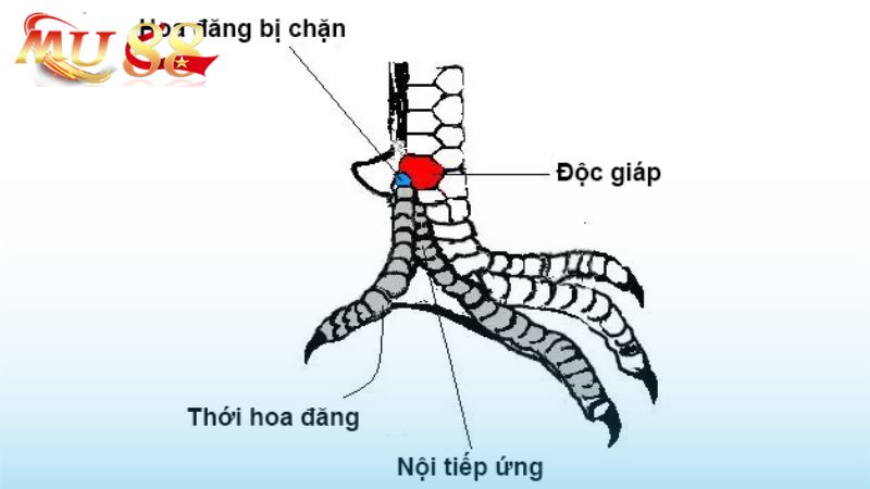 Những thế mạnh của gà mang vảy hoa đăng